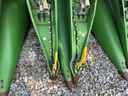 2016 John Deere 612FC Image